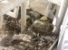 holubí mláďata2